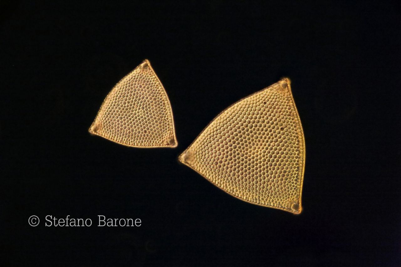 Dark field + Oblique illumination in Axio Scope.A1